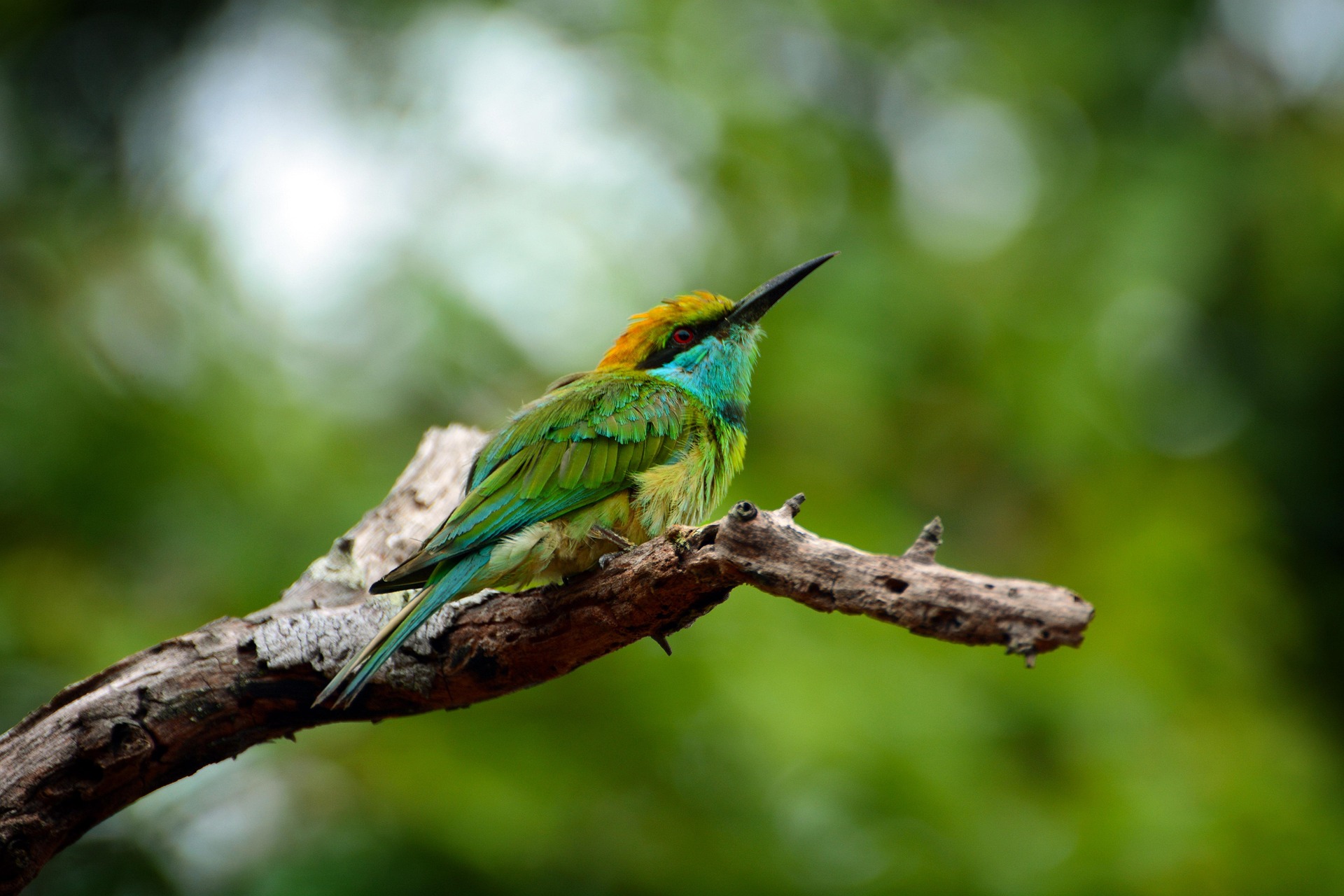 Go Lanka Tours Go Lanka Tours