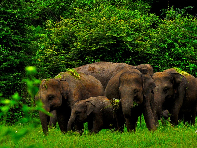 Wasgamuwa National Park