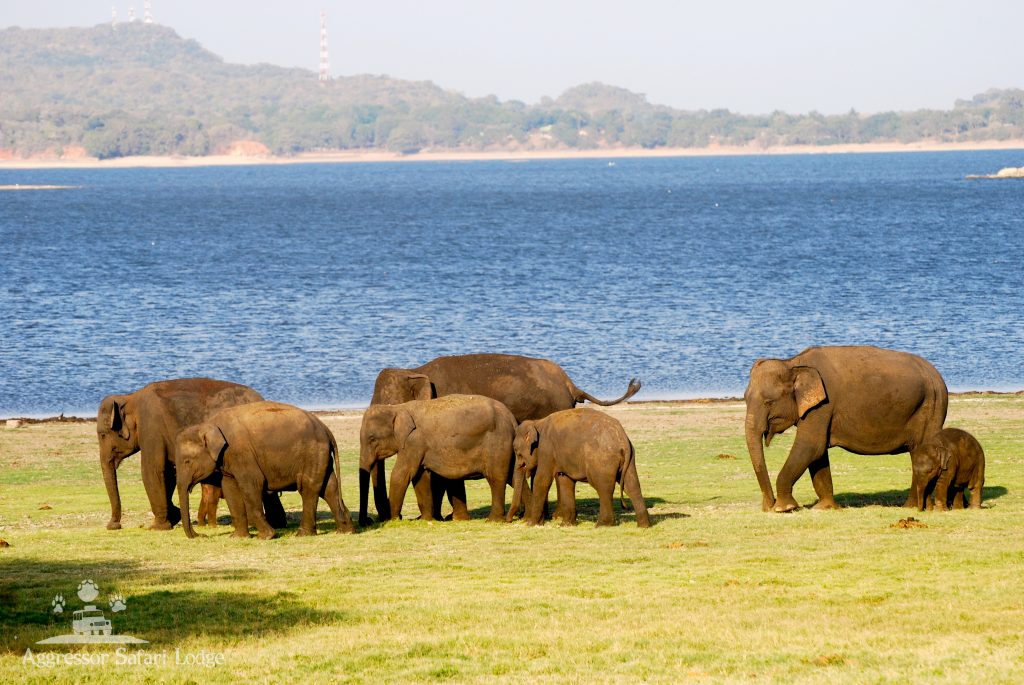 Wilpattu National Park