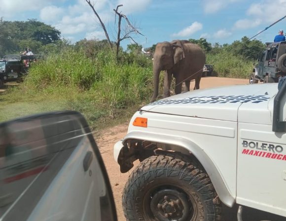 Go Lanka Tours