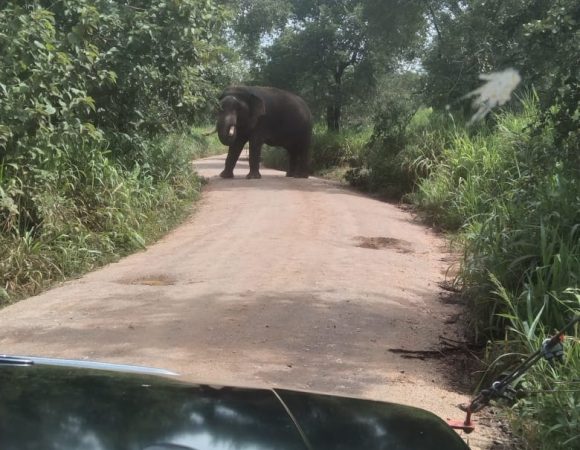 Go Lanka Tours