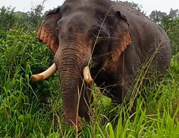 Go Lanka Tours
